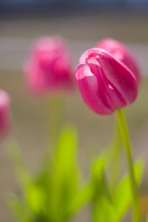 Photos gratuites de fermer, fleurir, fleurs