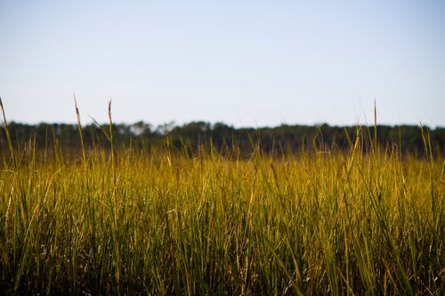 Free Expansive field of green grass under a bright blue sky, capturing the essence of nature's tranquility. Stock Photo