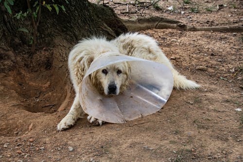 Free A Dog Wearing a Cone Stock Photo