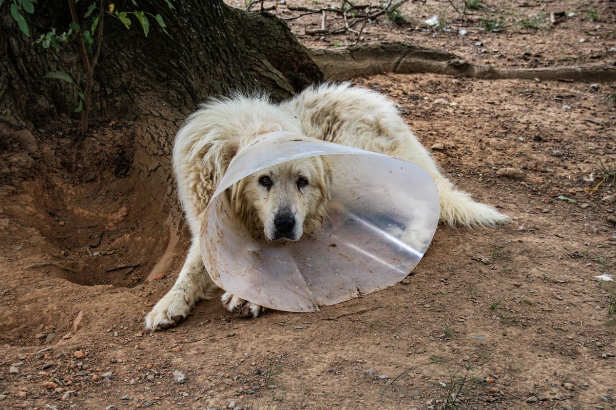 Large white long-haired dog wearing a clear plastic cone collar, lying on bare earth beside a tree