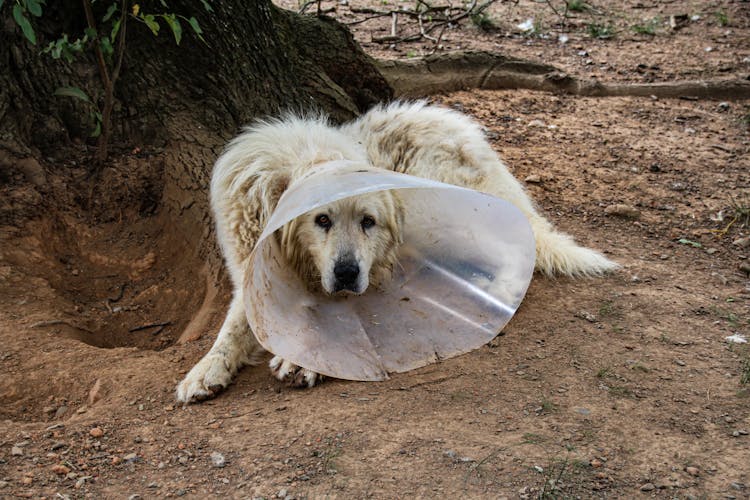 A Dog Wearing A Cone