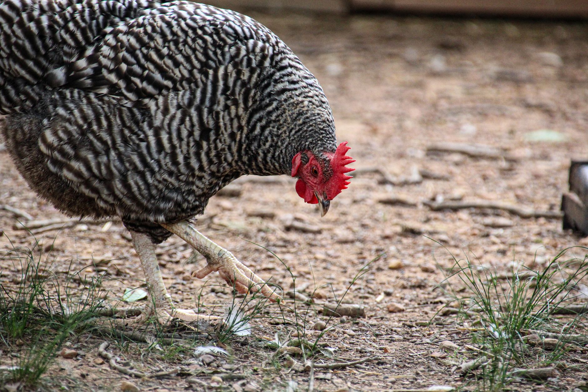 A Barred Rock chicken pecking on a rural farm ground, showcasing its striking plumage.