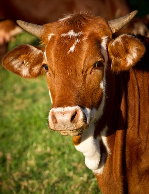 棕色的牛，在綠色草地上的特寫照片