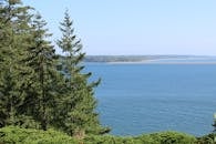 Green Trees Near Body of Water