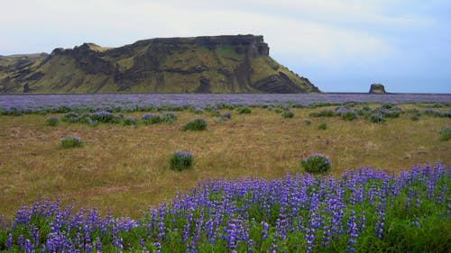 Foto stok gratis bukit, bunga, bunga lavender