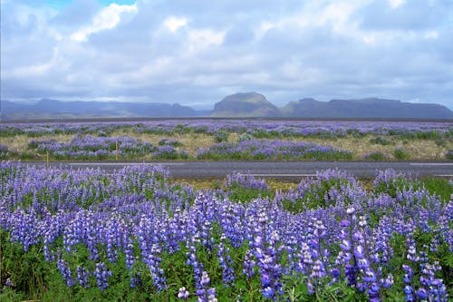 Бесплатное стоковое фото с дикие растения, фиолетовые растения