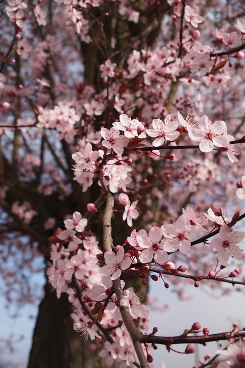 1000+ Interesting Cherry Blossom Photos · Pexels · Free ...