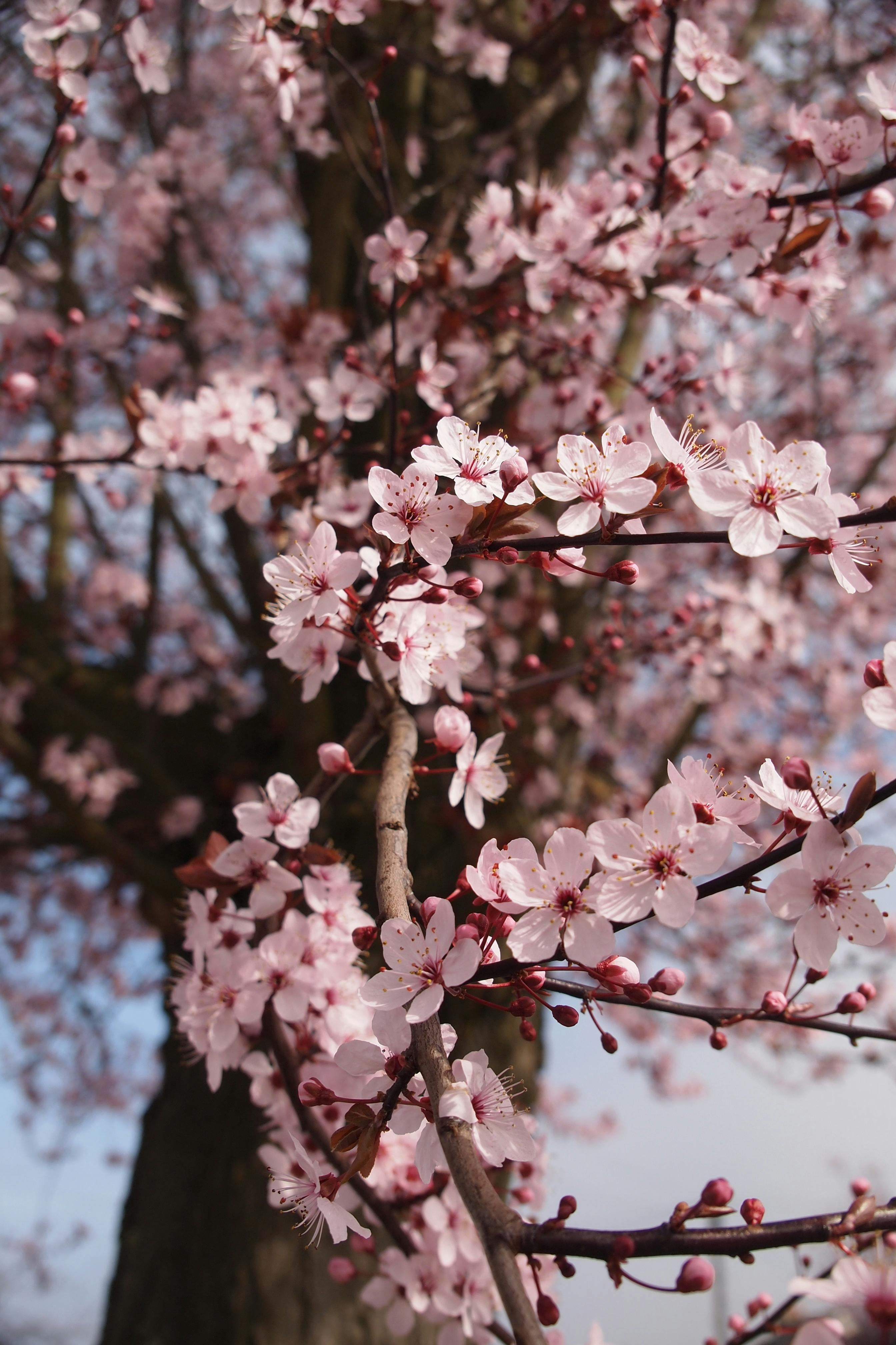 Gambar Aesthetic Bunga Sakura Dunia Gambar