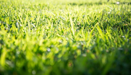 Free stock photo of backyard, blades of grass, green