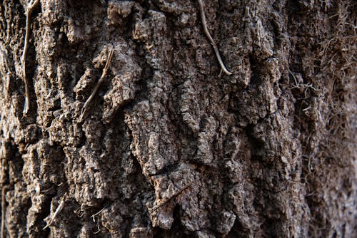 Free stock photo of bark, timber, tree bark