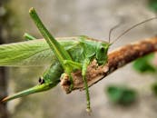 在自然光线下，一只充满活力的绿色蚱蜢栖息在树枝上的宏观特写