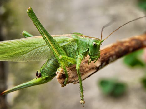 在自然光线下，一只充满活力的绿色蚱蜢栖息在树枝上的宏观特写
