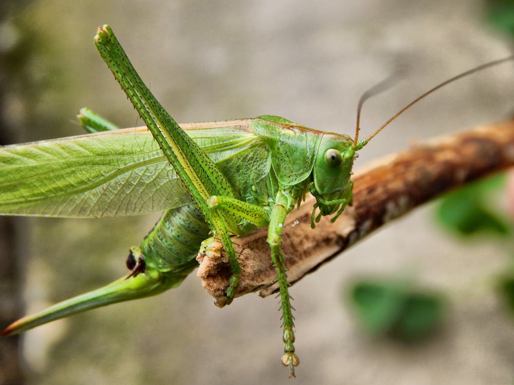 Free Close Up Photogrpahy Green Insect Stock Photo