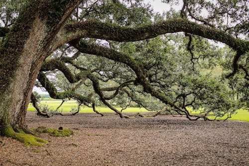 Arbre Brun Et Feuille Verte