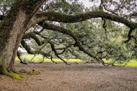 公园环境宁静，橡树宽广，枝叶繁茂