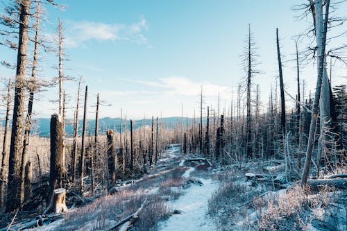 Ingyenes stockfotó bukott fák, hó, tél témában