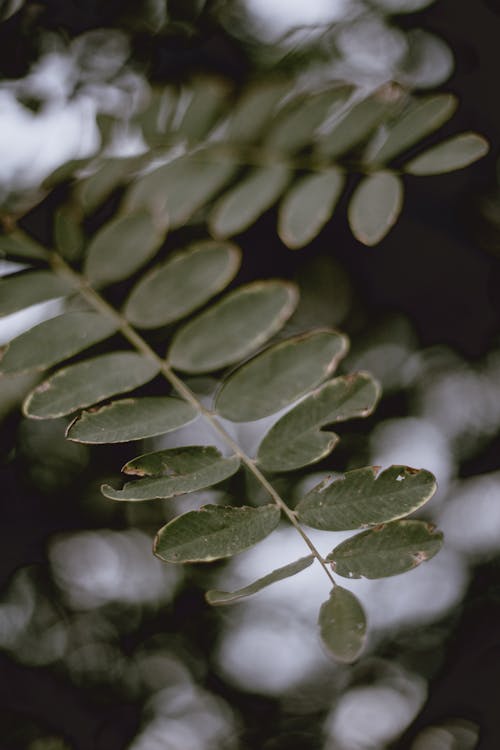 Gratis stockfoto met bladeren, bokeh, detailopname