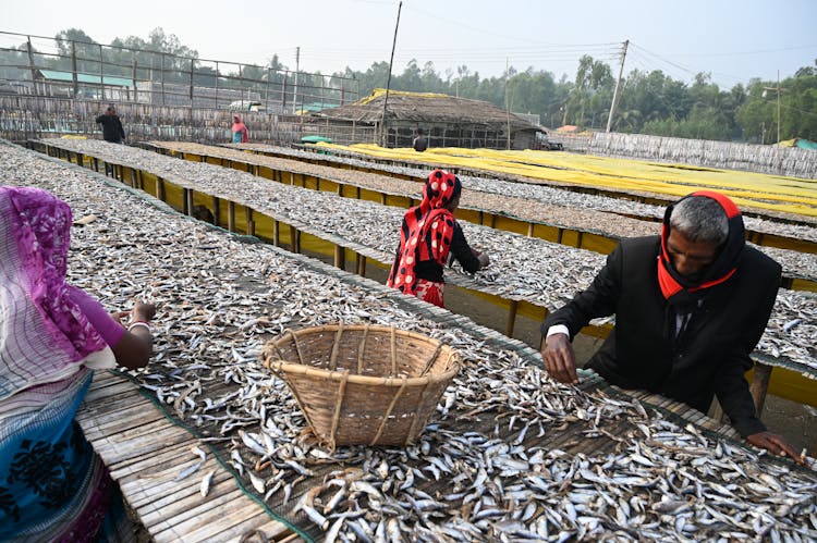 People Working Sorting Dry Fish 