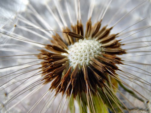 Fiore Spike Marrone E Bianco