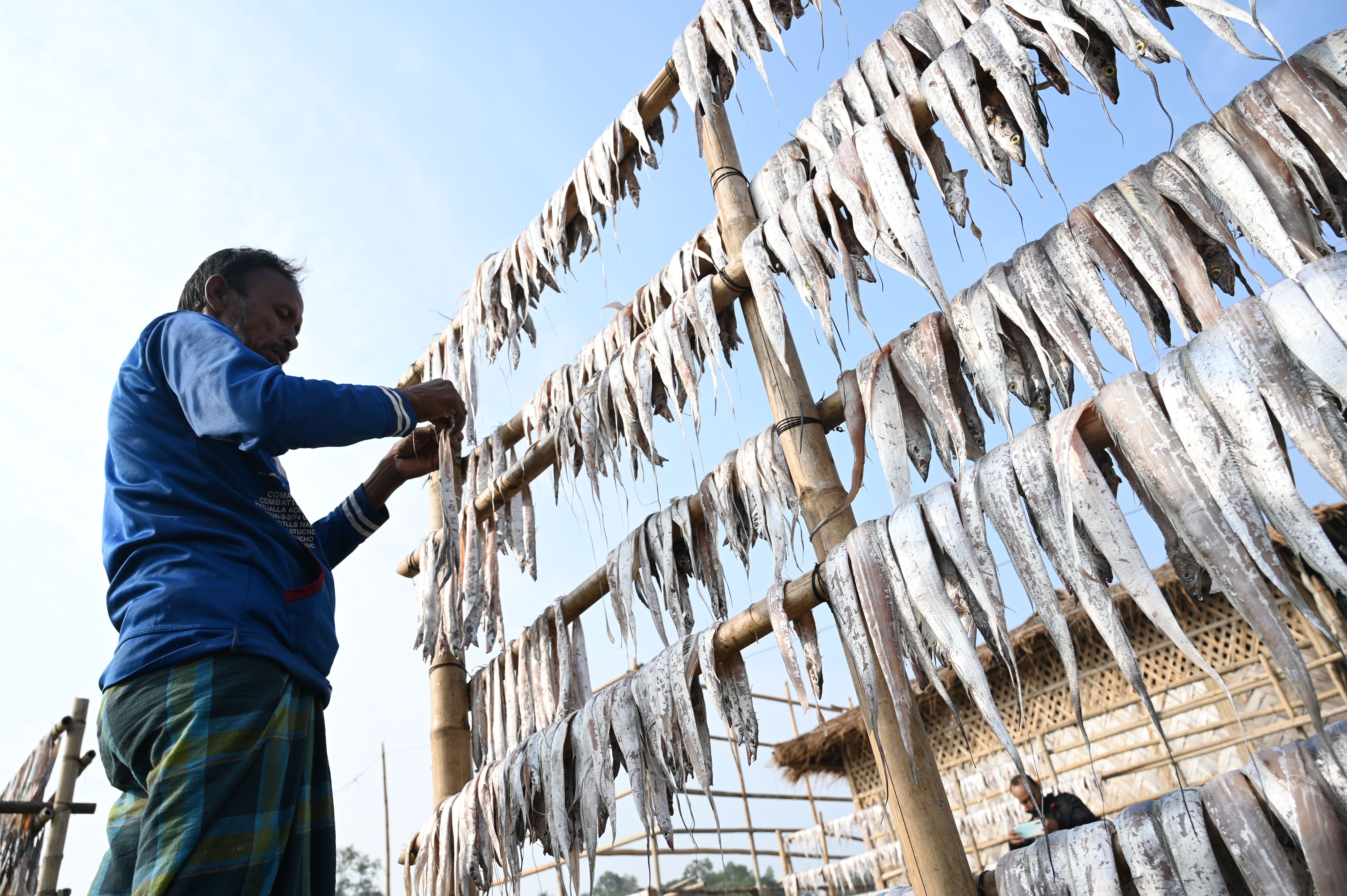 Man Hanging Fish to Dry · Free Stock Photo