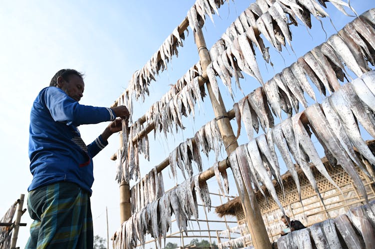 Man Hanging Fish To Dry 