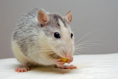 Rat Cages