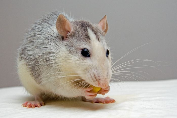 Rodent caught on camera before exclusion work