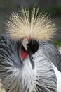 Grey Crowned Crane Bird in Close Up Photography