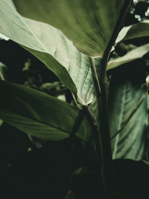 Free A detailed close-up of lush tropical green leaves, capturing the essence of nature's beauty. Stock Photo