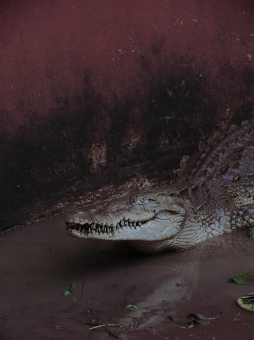 Photo of a Crocodile Head