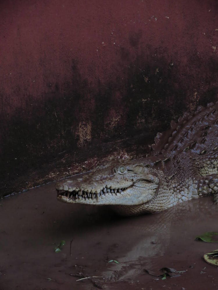 Photo Of A Crocodile Head