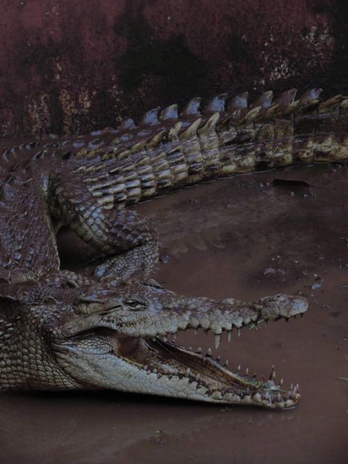 Free Intimate view of a crocodile displaying its sharp teeth and textured skin in a natural environment. Stock Photo