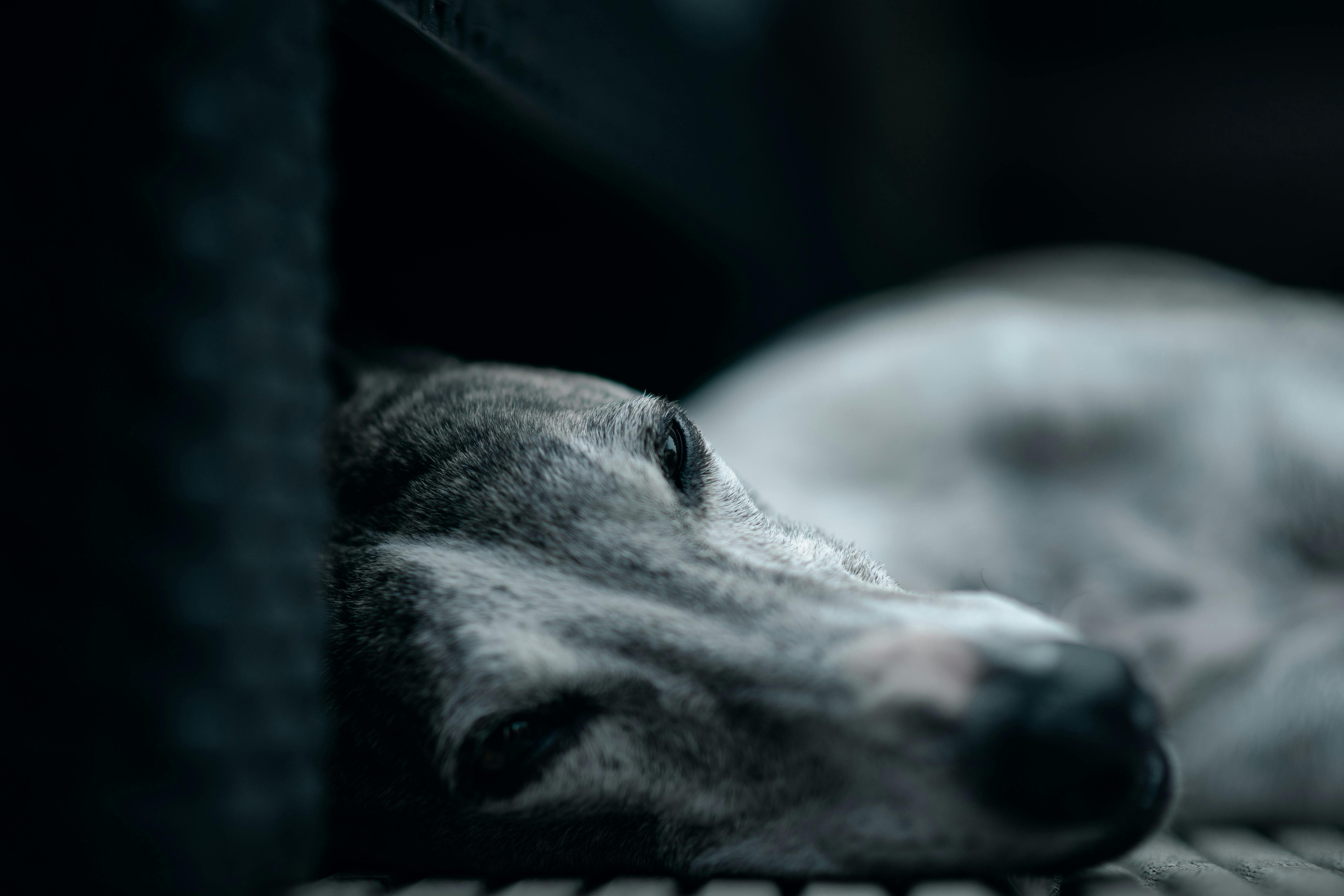 Greyhound Dog Curled Up Sleeping Indoors