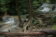 宁静的森林里，瀑布倾泻，绿树成荫，树根扭曲