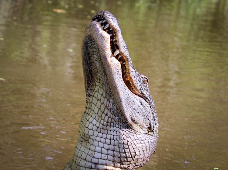 Alligator In Lake