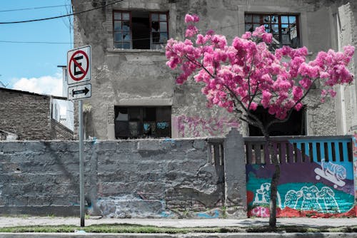 Imagine de stoc gratuită din amable, amante de natura, arboles