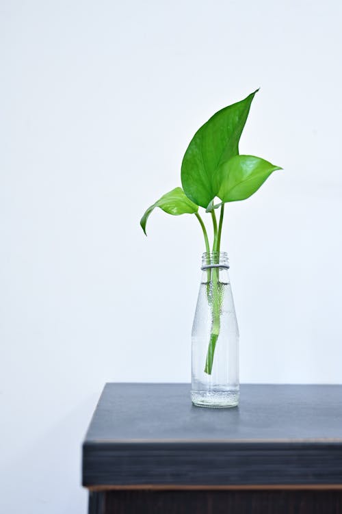 Green Plant Cutting in Bottle with Water