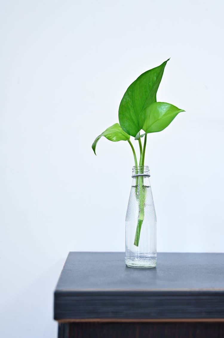 Green Plant Cutting In Bottle With Water