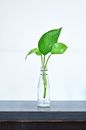 Houseplant Propagation in Water