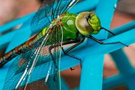 Yellow and Black Dragonfly on Green Stem during Daytime · Free Stock Photo