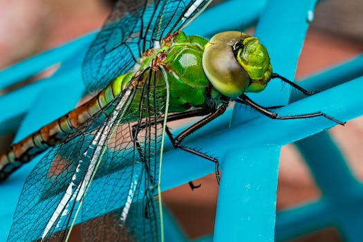 100 amazing dragonfly photos pexels free stock photos