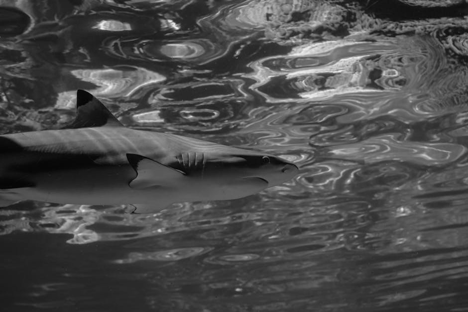 A detailed grayscale capture of a blacktip reef shark swimming gracefully underwater.
