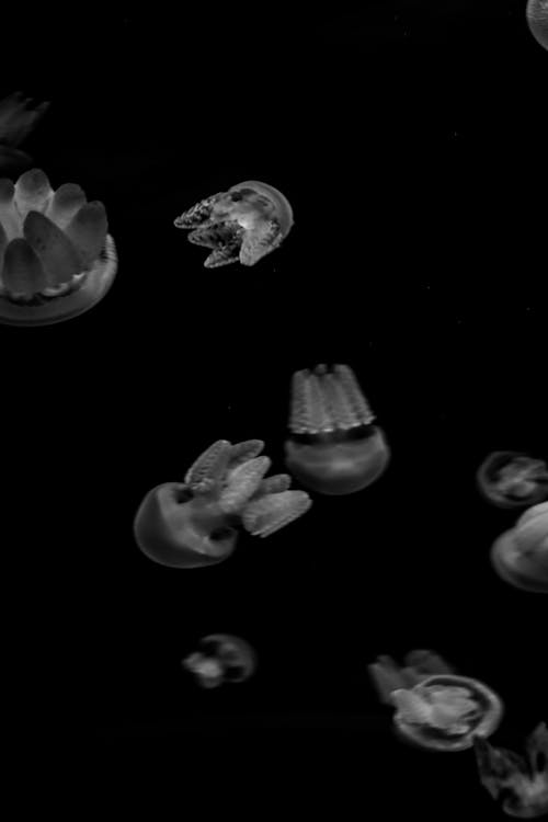 Grayscale Photo of Jelly Fishes