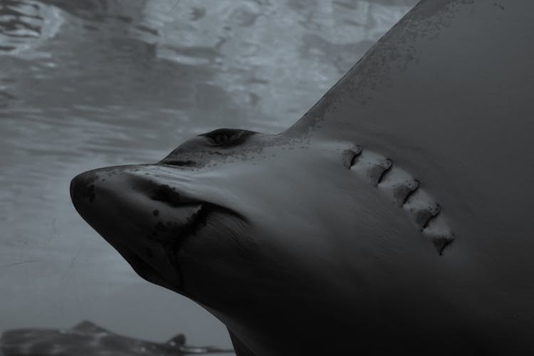 Close Up Photo Of Shark