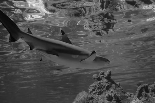 Grayscale Photo of Shark in Water