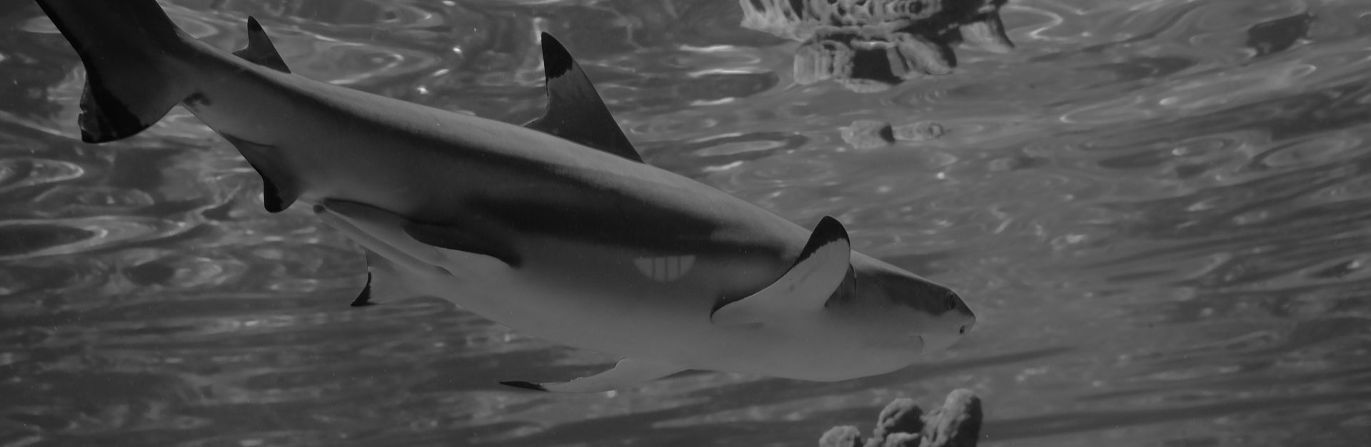 Black and white image of a shark swimming gracefully underwater, showcasing marine life.