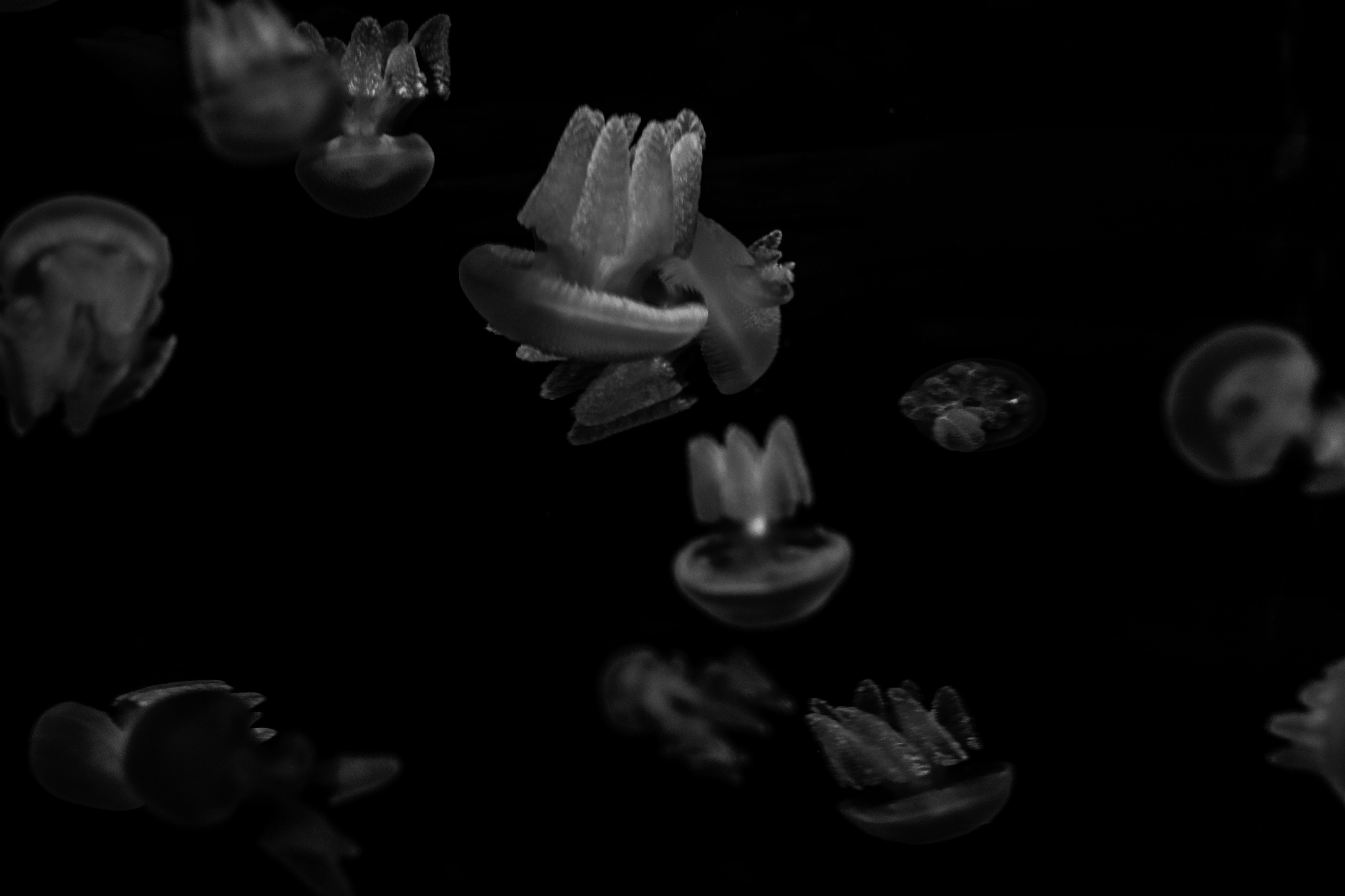 黑暗水下环境中漂浮的水母，呈现出迷人的灰度图像