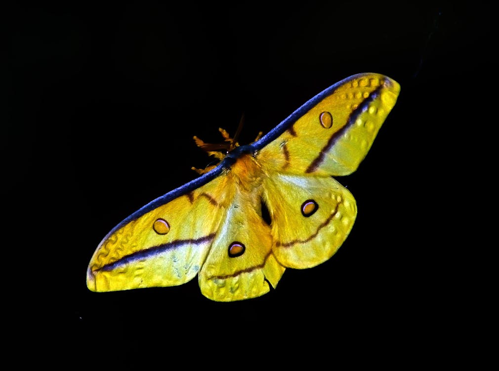 бесплатная желто синяя бабочка Стоковое фото