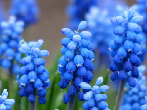 бесплатная сине белый цветок с лепестками Стоковое фото