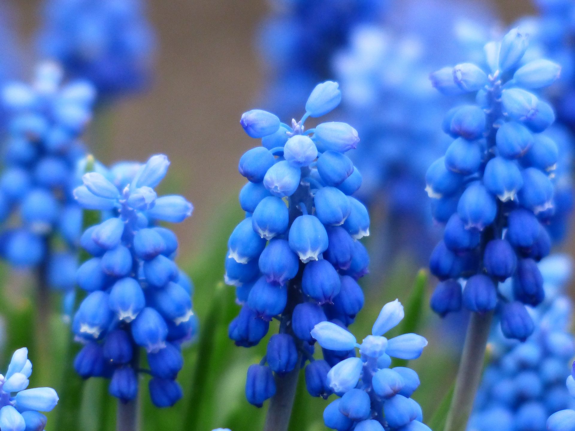 Vibrant blue grape hyacinth flowers in a close-up shot highlighting their delicate blossom.
